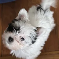 Emma, a female Biewer for sale in New York, NY – Photo 1 of 7