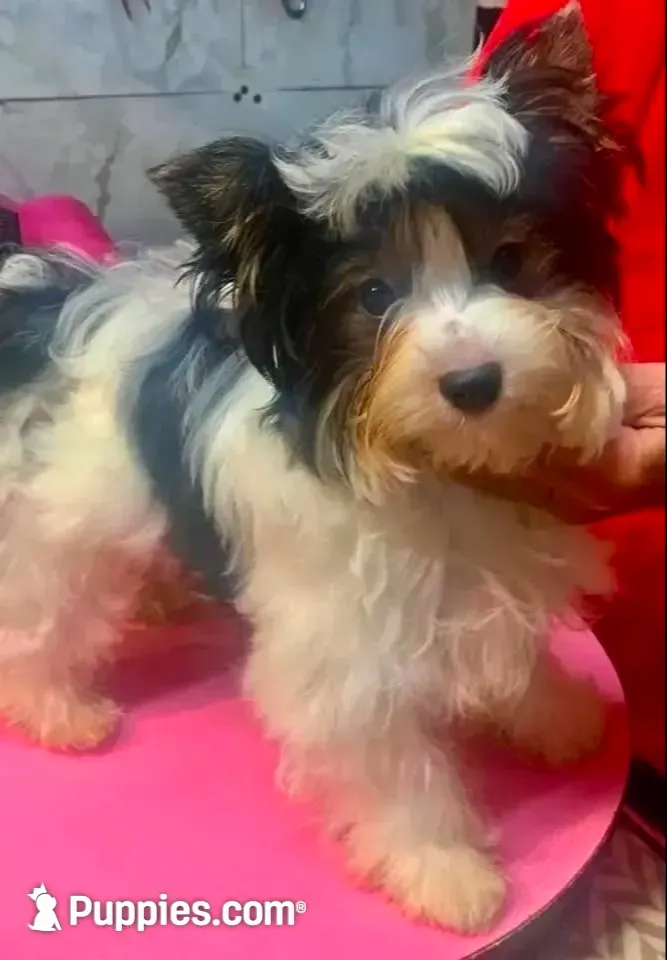 Emma, a female Biewer for sale in New York, NY – 6 of 6