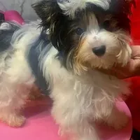 Emma, a female Biewer for sale in New York, NY – Photo 6 of 7