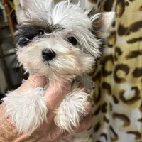 Emma, a female Biewer for sale in New York, NY – Photo 3 of 7