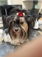 Harlequin , a male Biewer for sale in Roslyn Heights, NY – 2 of 2