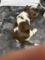 D’Iansa on hold, a female Biewer for sale in New York, NY – Photo 7 of 9