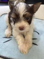 D’Iansa on hold, a female Biewer for sale in New York, NY – Photo 1 of 9