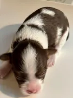 D’Iansa on hold, a female Biewer for sale in New York, NY – Photo 8 of 9