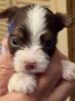 D’Iansa on hold, a female Biewer for sale in New York, NY – Photo 2 of 9