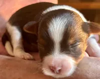 D’Iansa on hold, a female Biewer for sale in New York, NY – Photo 5 of 9