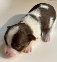 D’Iansa on hold, a female Biewer for sale in New York, NY – Photo 3 of 9