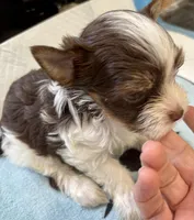 D’Iansa on hold, a female Biewer for sale in New York, NY – Photo 6 of 9