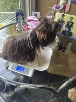 Princess Dolores, a female Biewer for sale in New York, NY – 2 of 5