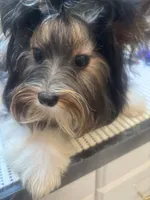 Georgio, a male Biewer for sale in Roslyn Heights, NY – 2 of 6