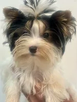 Hope, a female Biewer for sale in Roslyn Heights, NY – 2 of 10