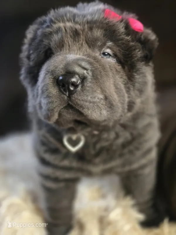 Blossom – Chinese Shar-Pei puppy for sale in Rome, PA