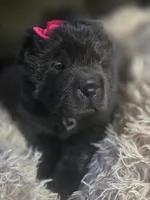 Blossom, a female Chinese Shar-Pei for sale in Rome, PA – Photo 4 of 4