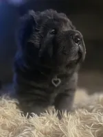 Blossom, a female Chinese Shar-Pei for sale in Rome, PA – Photo 3 of 4