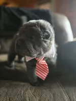 Wyatt, a male Chinese Shar-Pei for sale in Rome, PA – Photo 3 of 3