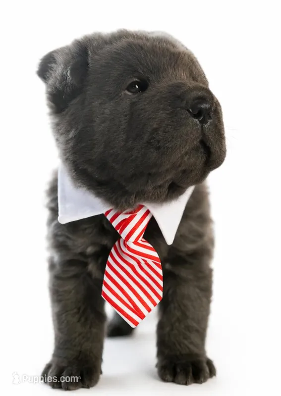 Wyatt – Chinese Shar-Pei puppy for sale in Rome, PA