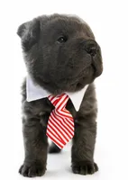 Wyatt, a male Chinese Shar-Pei for sale in Rome, PA – Photo 1 of 3