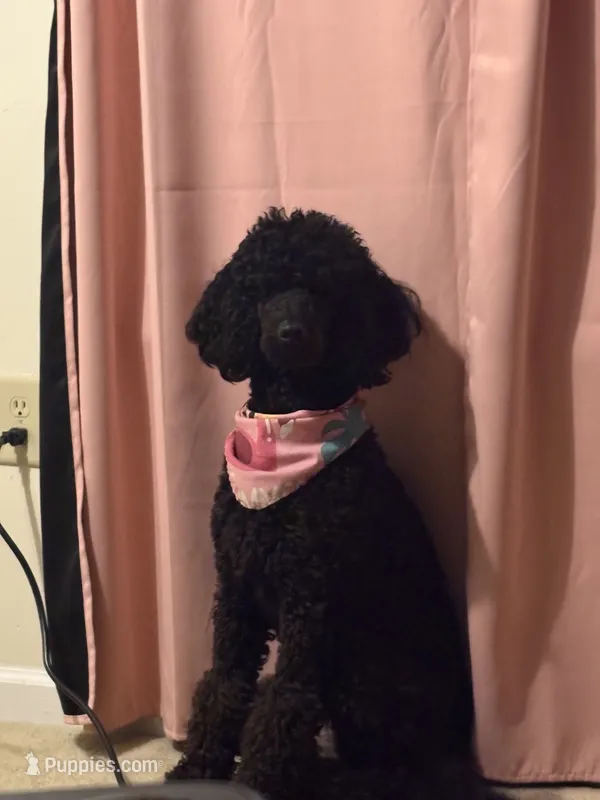 Ruby – Goldendoodle puppy for sale in Montgomery, AL
