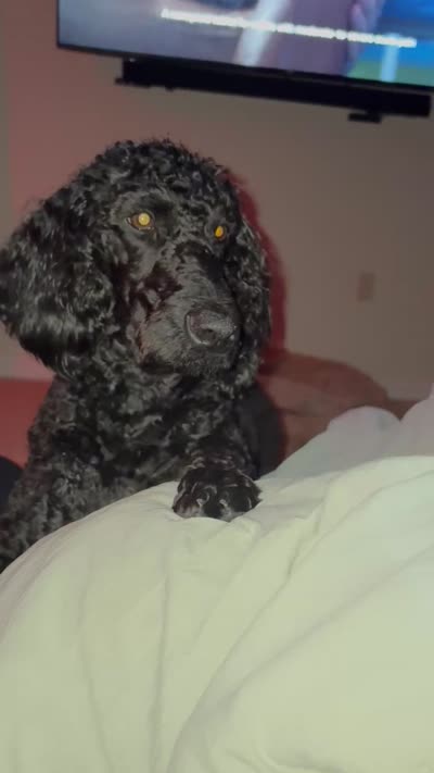 Ruby, a female Goldendoodle for sale in Montgomery, AL – 2 of 2