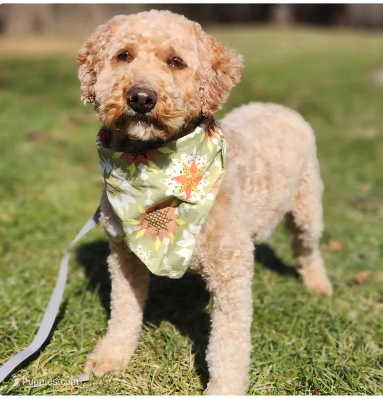 Crosby – Poodle - Miniature  puppy for sale in Michigan, MI