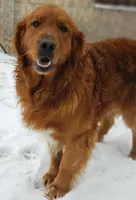 SCOUT , a male Golden Retriever for sale in Michigan, MI – 2 of 4