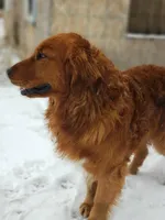 SCOUT , a male Golden Retriever for sale in Michigan, MI – 3 of 4