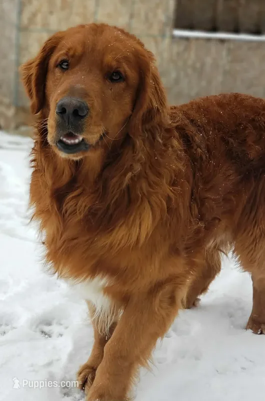 SCOUT  – Golden Retriever puppy for sale in Michigan, MI