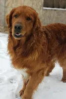 SCOUT , a male Golden Retriever for sale in Michigan, MI – 1 of 4