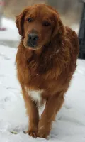 SCOUT , a male Golden Retriever for sale in Michigan, MI – 4 of 4