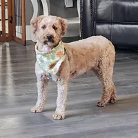 Crosby, a male Poodle - Miniature  for sale in Michigan, MI – 2 of 3