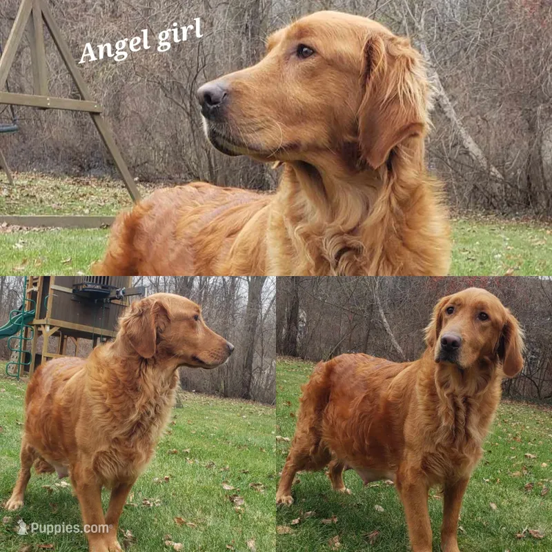 Angel girl Golden retriever 4 – Golden Retriever puppy for sale in Michigan, MI