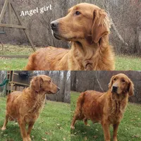 Angel girl Golden retriever 4, a female Golden Retriever for sale in Michigan, MI – 1 of 1