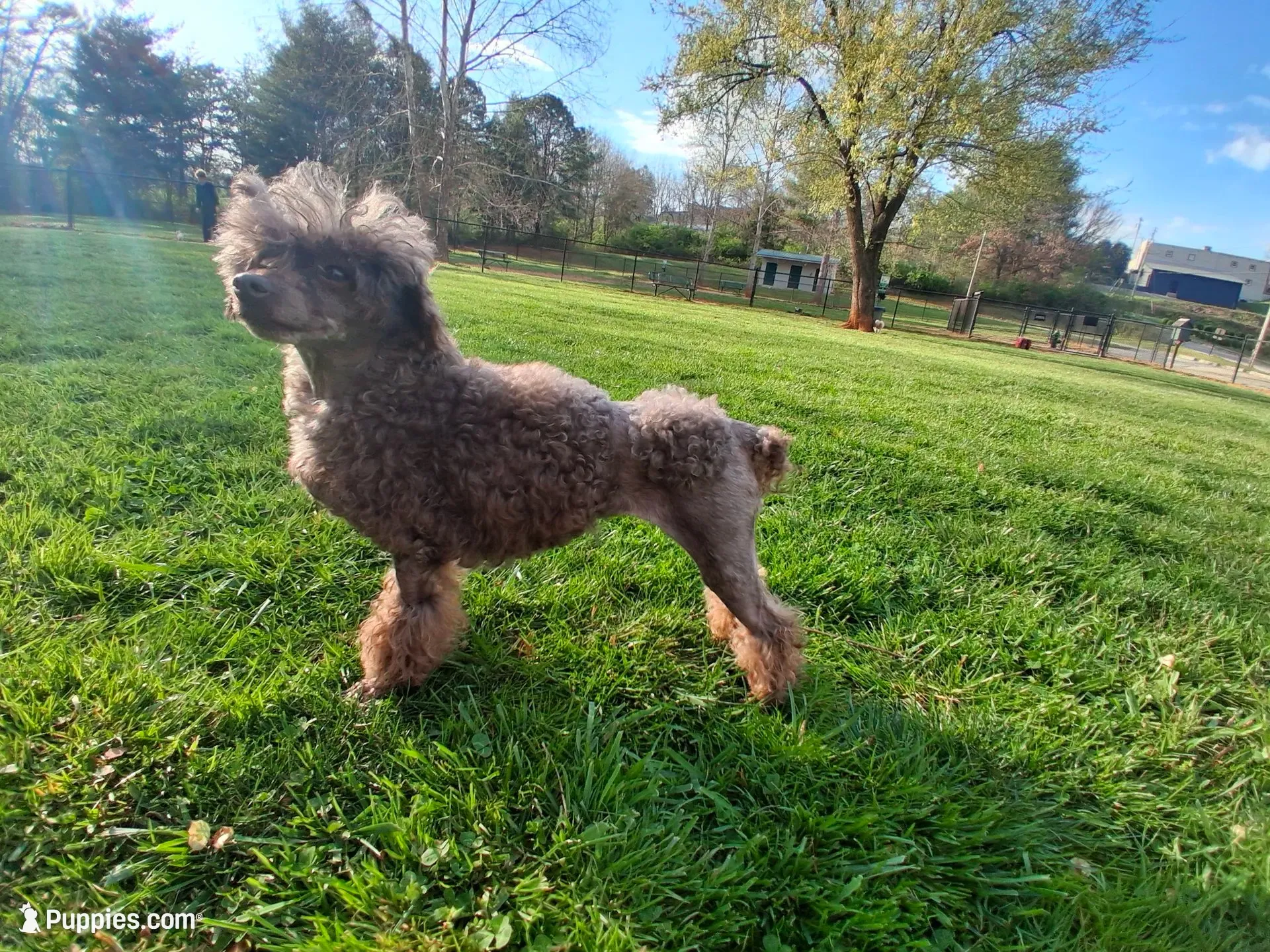 Nod , a female Poodle - Toy  for sale in Franklin, NC – 5 of 8