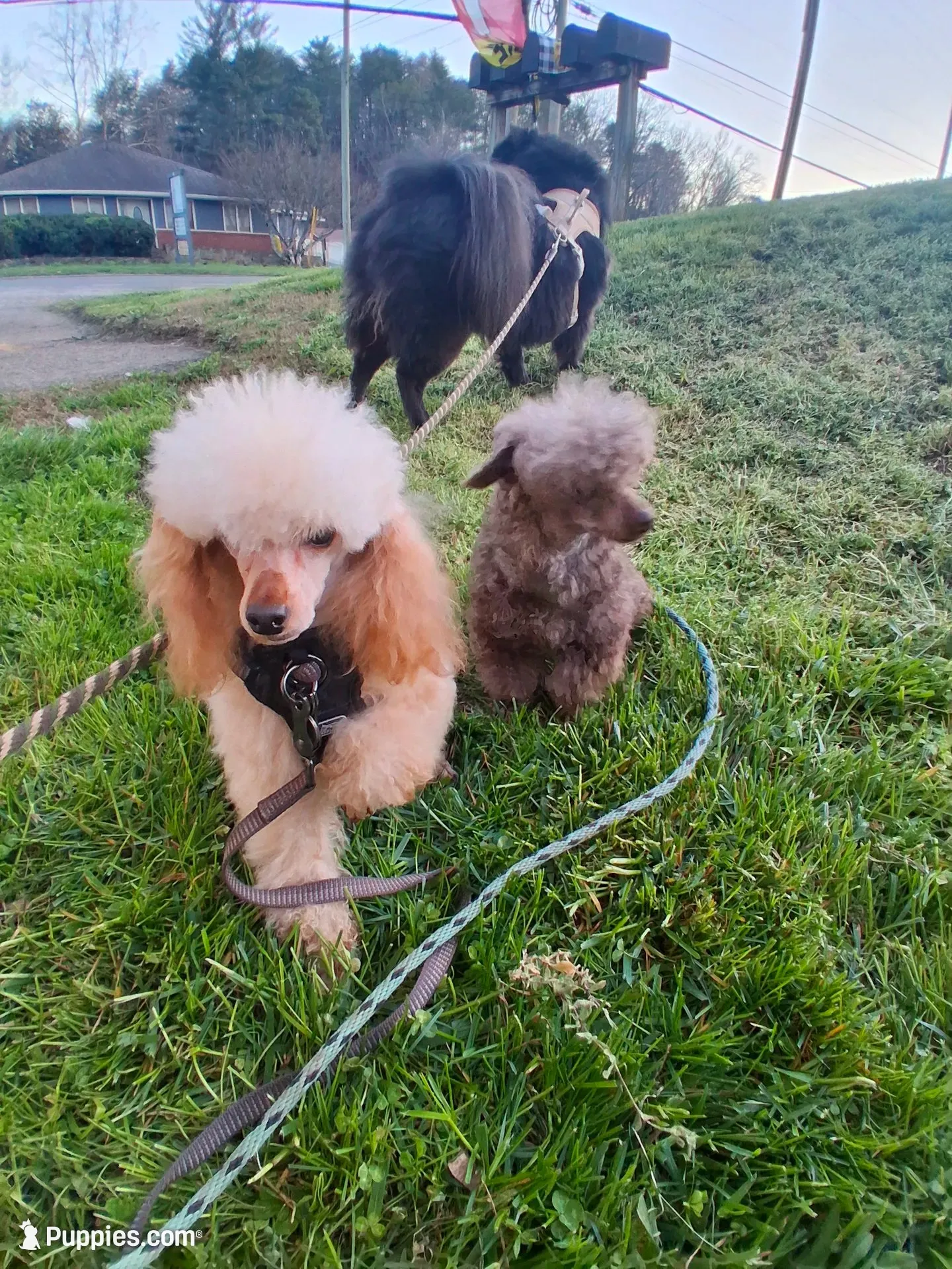 Blinkyn, a male Poodle - Toy  for sale in Franklin, NC – 3 of 7