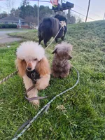 Blinkyn, a female Poodle - Toy  for sale in Franklin, NC – 5 of 10