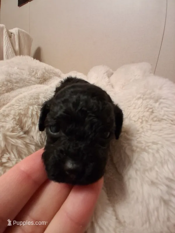 Blinkyn – Poodle - Toy  puppy for sale in Franklin, NC