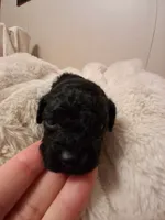 Blinkyn, a female Poodle - Toy  for sale in Franklin, NC – 1 of 10