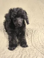 Black male toy poodle charting 7 pounds ready to go , a male Poodle - Toy  for sale in Franklin, NC – 8 of 10