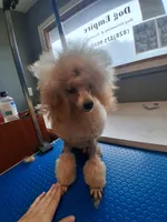 Blinkyn, a female Poodle - Toy  for sale in Franklin, NC – 6 of 10