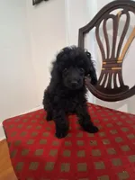 Black male toy poodle charting 7 pounds ready to go , a male Poodle - Toy  for sale in Franklin, NC – 5 of 10