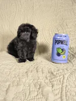 Perfect tiny black female charting 5 pounds ready to go , a female Poodle - Toy  for sale in Franklin, NC – 6 of 8