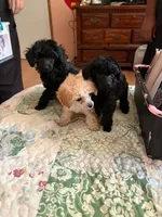 Perfect tiny black female charting 5 pounds ready to go , a female Poodle - Toy  for sale in Franklin, NC – 8 of 8