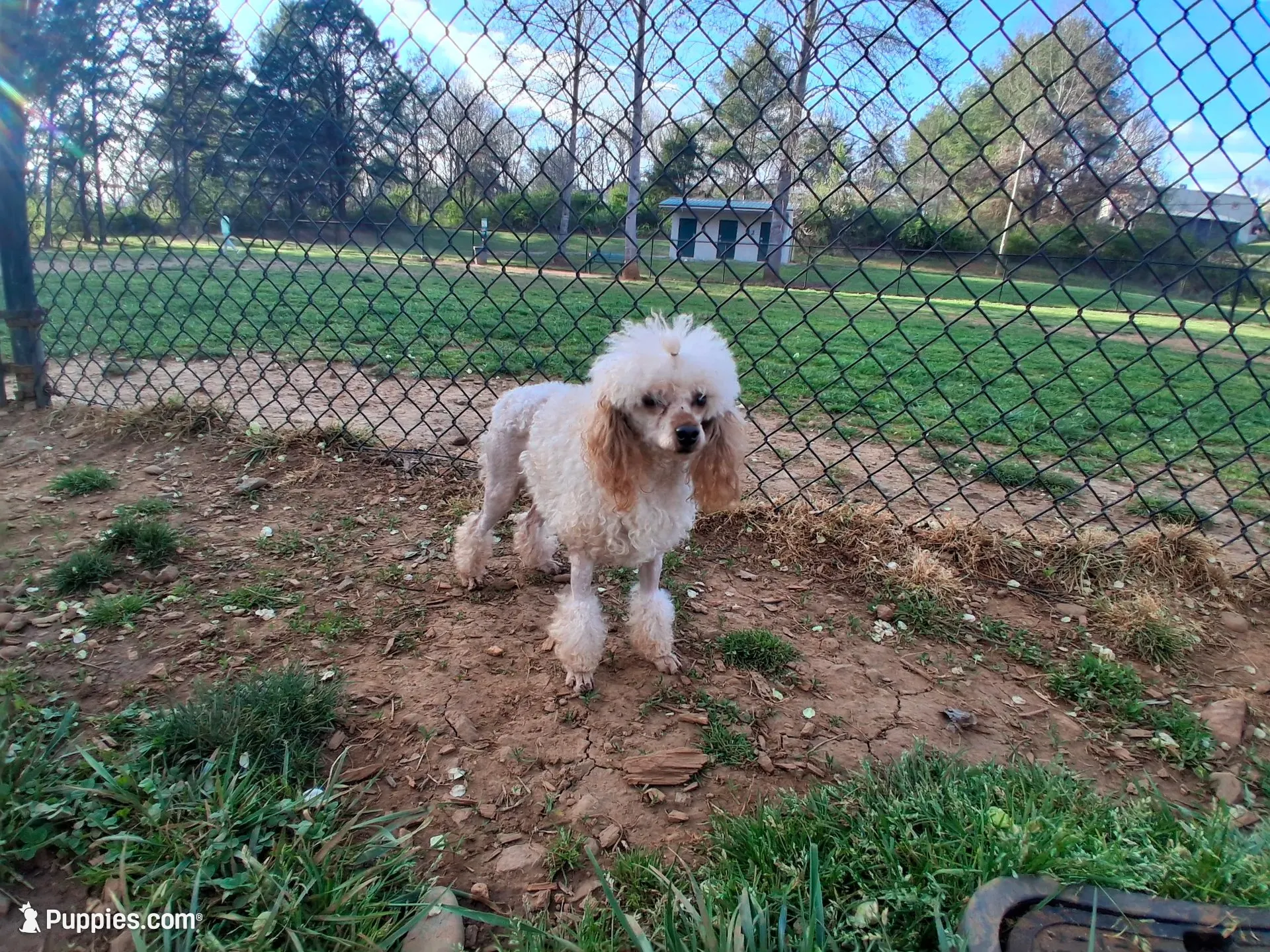 Nod , a female Poodle - Toy  for sale in Franklin, NC – 6 of 8