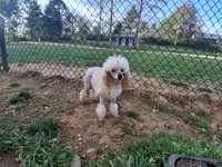 Nod , a female Poodle - Toy  for sale in Franklin, NC – 10 of 10