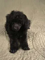 Nod , a female Poodle - Toy  for sale in Franklin, NC – 2 of 8