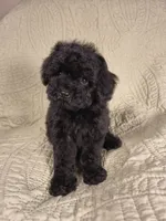 Blinkyn, a male Poodle - Toy  for sale in Franklin, NC – 1 of 7