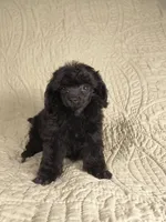 Nod , a female Poodle - Toy  for sale in Franklin, NC – 3 of 8