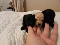 Nod , a female Poodle - Toy  for sale in Franklin, NC – 6 of 10