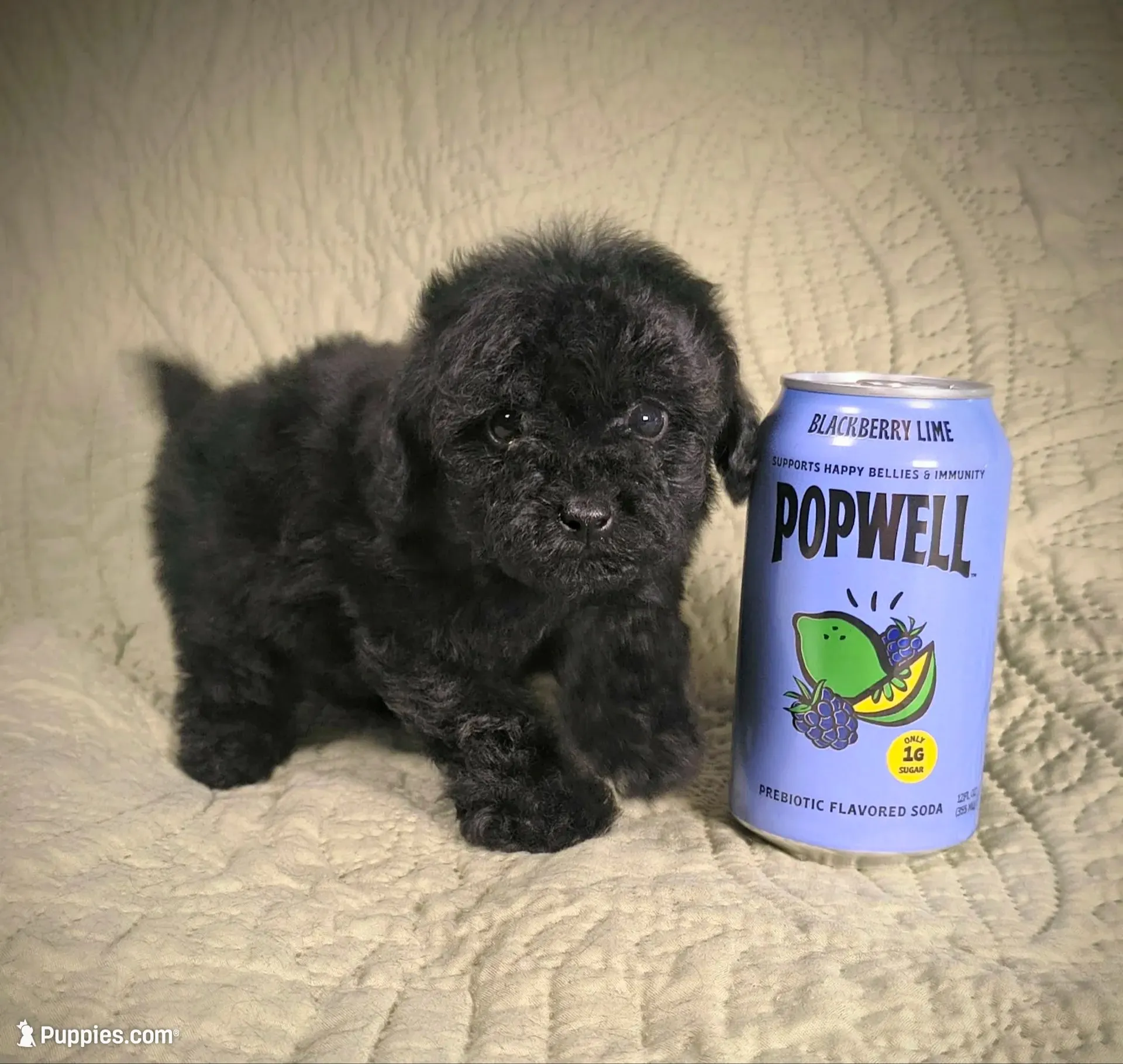 Nod , a female Poodle - Toy  for sale in Franklin, NC – 1 of 8