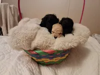 Blinkyn, a female Poodle - Toy  for sale in Franklin, NC – 4 of 10